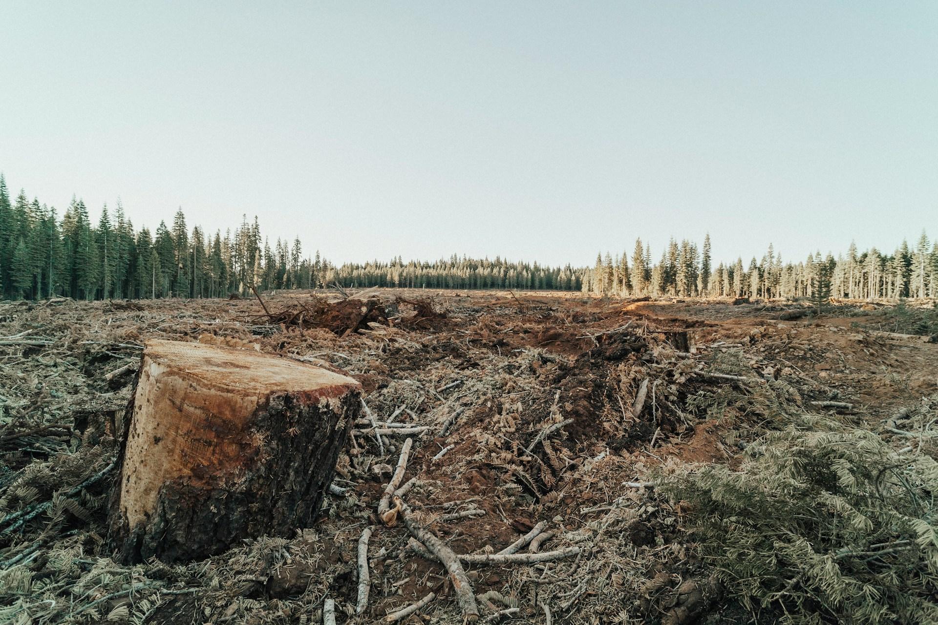 The Impact of Deforestation on Climate Change