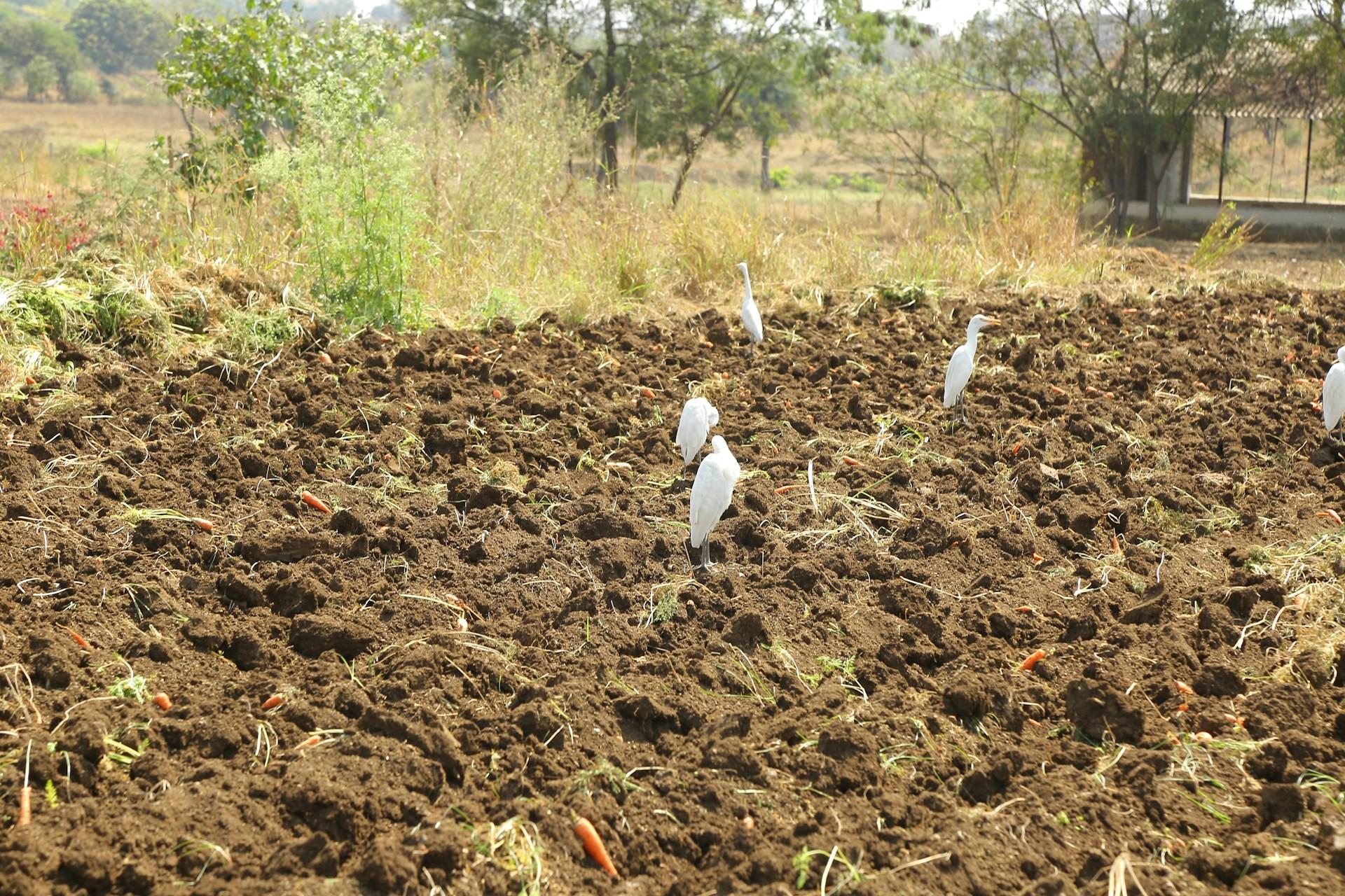 L’agriculture durable : un moyen de réduire la pauvreté chez les femmes en RDC